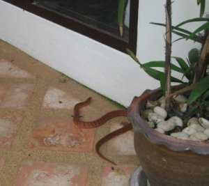 В Ялте в доме поймали змею