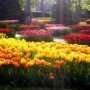В Никитском ботсаду откроют «Парад тюльпанов»