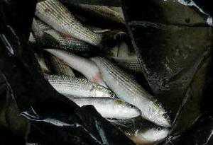 За один день в Ялте «выловили» сразу трёх рыбных браконьеров