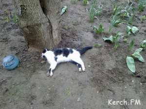 В Керчи массово травят котов
