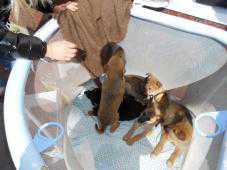 В Алуште бесплатно раздавали домашних животных