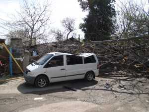 В Столице Крыма дерево раздавило машину