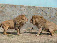 В сафари-парке «Тайган» выпустили львов на свободу