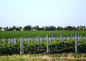 Климатические изменения угрожают виноградарству и виноделию Крыма