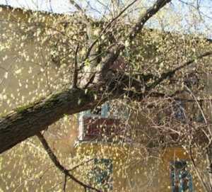 Во дворе школы в Евпатории рухнуло дерево