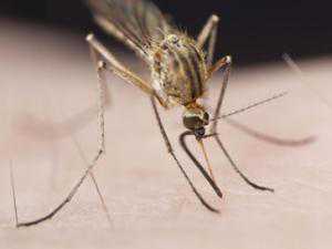 На Чатыр-Даге комары довели девушку до «скорой»