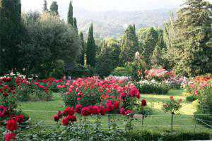 В Никитском ботаническом саду расцвели розы