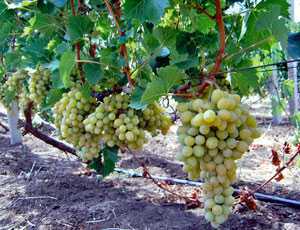 Агрокомпания «Магарач» завершила весенне-полевые работы на виноградниках