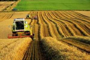 В Крыму из-за аномальной погоды падают темпы производства в сельском хозяйстве