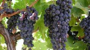 В Крыму проводят экскурсии по виноградникам