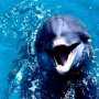 Учёные выясняют, что убивает дельфинов в Крыму