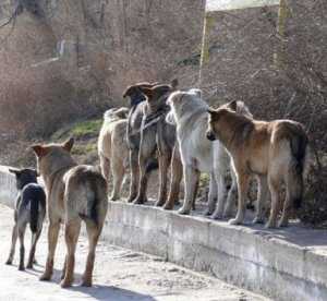 Власти Симферополя предложили провести стерилизацию бродячих собак силами фонда «Четыре лапы»