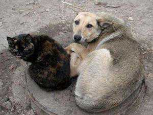 Бездомные животные «вызвали» в Симферополь международную помощь