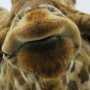 В сафари-парке «Тайган» родился первый в Украине маленький жираф