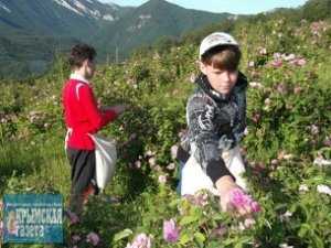 Сборщики лепестков роз ставят рекорд в Крыму