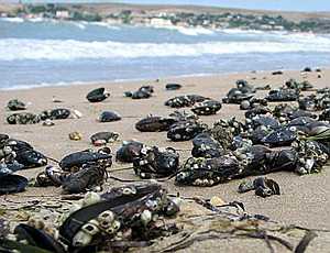 Учёные обнаружили место массовой гибели мидий в Чёрном море