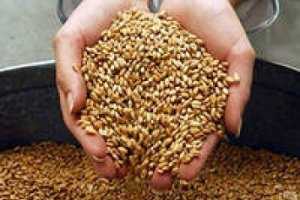 В Крыму погиб урожай зерна на четверть миллиарда