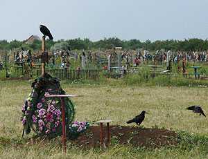 На ялтинском кладбище выгуливают коров и овец