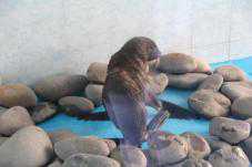 В дельфинарии в Судаке родился морской котик