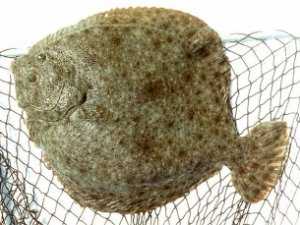 В море добавят рыбы: малек за 30 копеек «подрастет» до 300 гривен