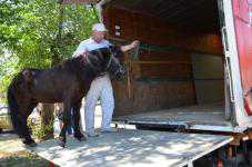 В Евпатории изъяли трёх прогулочных пони