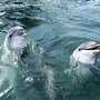В Крыму спасли двух детенышей дельфина