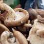 Туристы из Донецка отравились грибами в Крыму