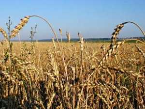 Крым заканчивает уборочную: зерна уцелело мало