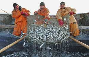 В Крыму наловили почти 7 тыс. тонн рыбы