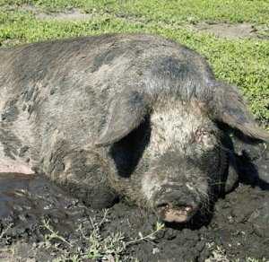 На свалке в Севастополе нашли свиноферму
