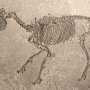 В Крыму нашли останки трехпалой лошади — им 6 миллионов лет