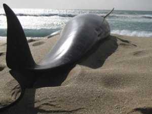 Убийцам дельфина светит штраф в 100 тыс. гривен