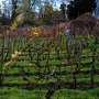 Третья часть виноградников в Крыму превысила возраст 25 лет