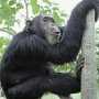 В Столице Крыма в парке после двух дней поиска поймали сбежавшую обезьяну