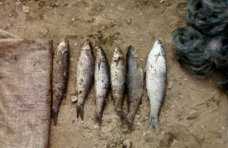 Браконьер на Сиваше наловил рыбы на 3,5 тыс. гривен.