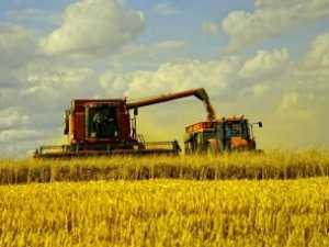 В Крыму поздние зерновые убирают с 32 тысяч га