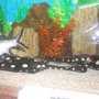 В аквариум Алушты привезли редких скатов