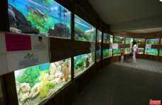 Для детей посещение аквариума Алушты 1 сентября будет бесплатным