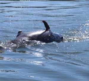 На пляж в Ялте выбросило дельфина