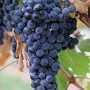 На развитие виноградарства в Симферополе собрали свыше 21 миллиона