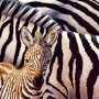 В симферопольском зооуголке появится пара зебр