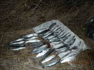 На севере Крыма браконьер наловил кефали на 26 тыс. гривен