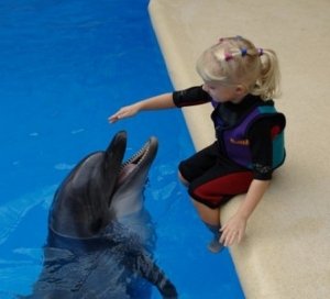 Дельфинарий в Алуште откроет Центр дельфинотерапии