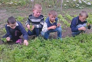 Воспитанники Белогорского детского дома собирают урожай