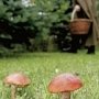 Под Бахчисараем ищут пенсионерку, ушедшую в лес за грибами