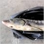 Рыбохрана поймала на Центральном рынке браконьера