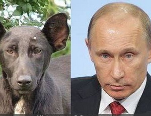 Возле аэропорта Киева разместили ситилайты с собакой, похожей на Путина