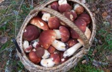Две жительницы Бахчисарая отравились грибами