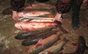 В Крыму браконьер наловил рыбы на 12 тысяч гривен