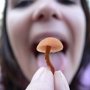 Три жителя Крыма отравились грибами